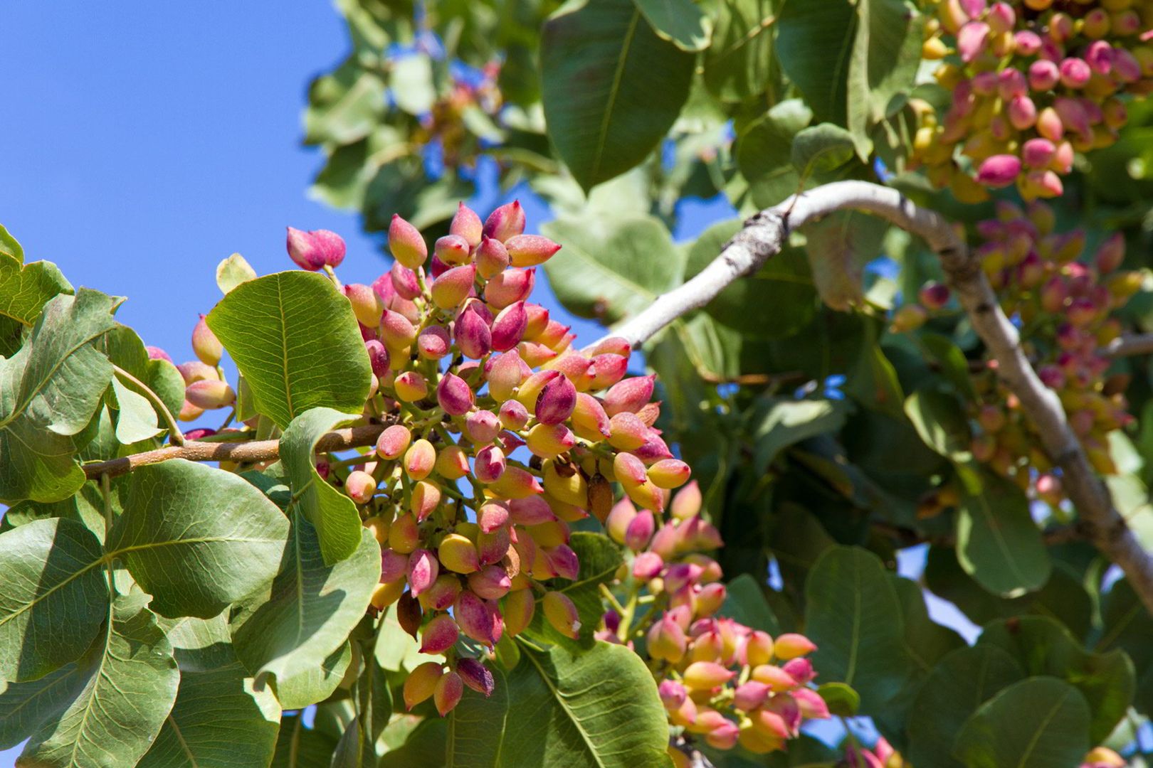 Pistacje