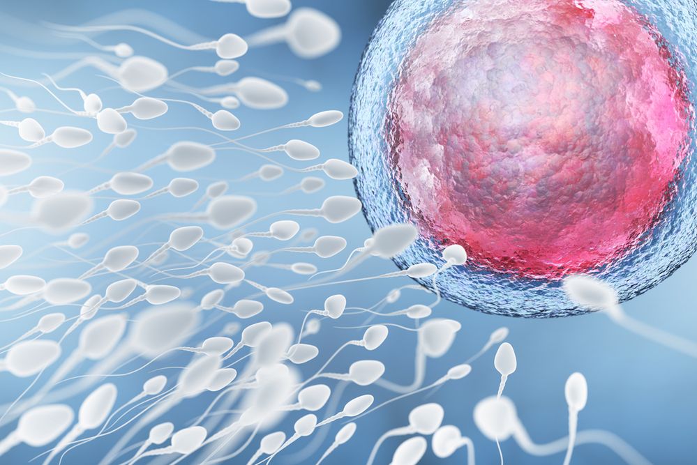 O krok od możliwości wyboru płci dziecka. Naukowcy rozdzielili chromosomy X i Y