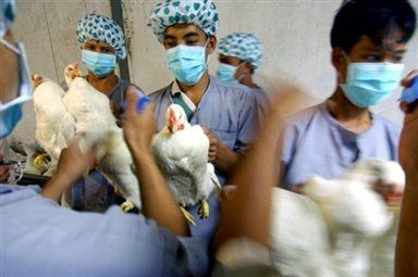 Kolejne dwie ofiary ptasiej grypy w Indonezji