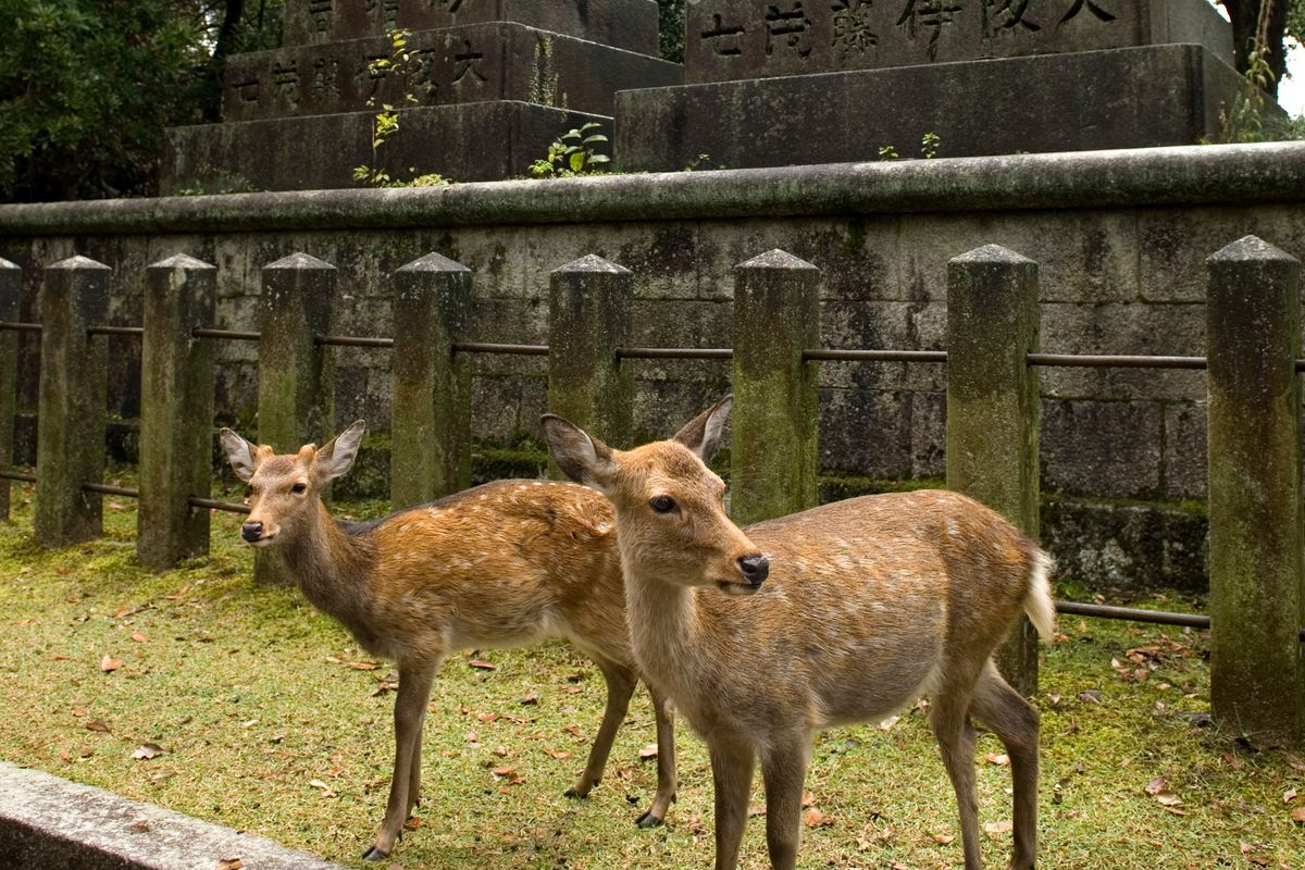 Jelenie z miasta Nara z plastikiem w żołądkach. Umierają przez turystów