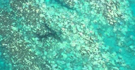 Australia. Kolejne masowe bielenie Wielkiej Rafy Koralowej. Może tego nie przetrwać