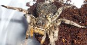 Tarantula ukraińska w Polsce? Ekspert dementuje pogłoski