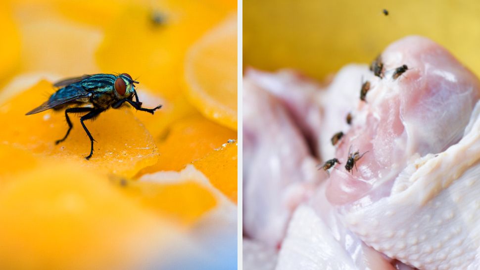 Mucha na jedzeniu - Pyszności