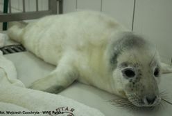 Hel: kolejna martwa foka. Ktoś rozbił jej głowę pałką