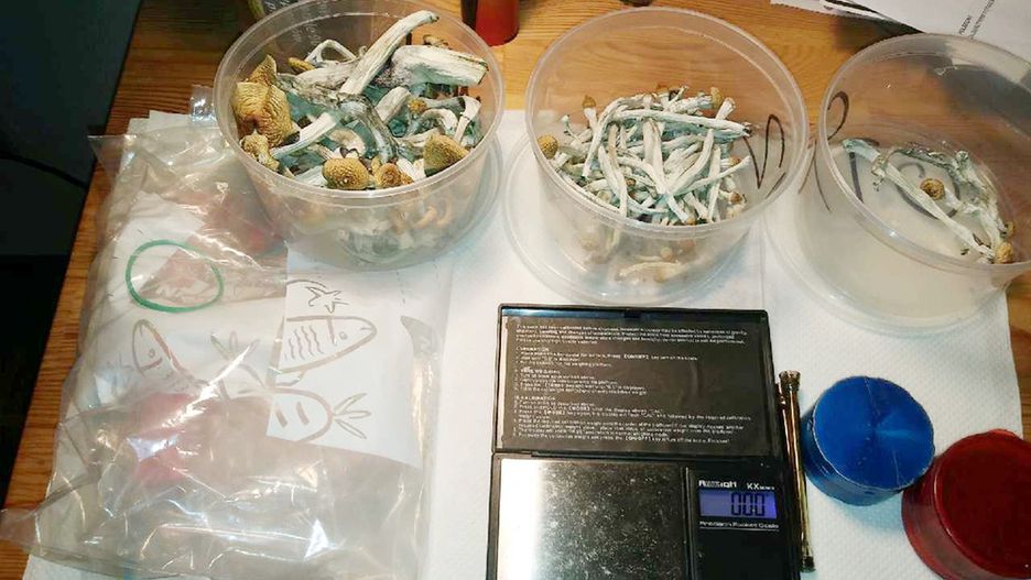 Policjanci zabezpieczyli w mieszkaniu grzybki halucynogenne