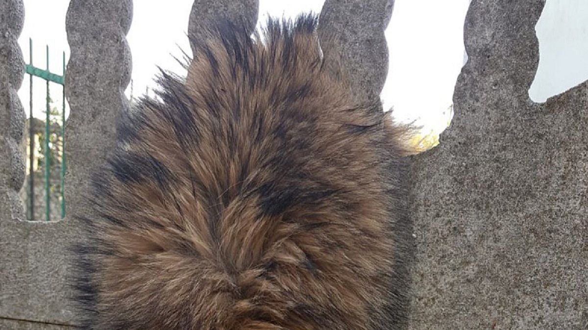 Jenot utknął w płocie w Kozienicach na Mazowszu.