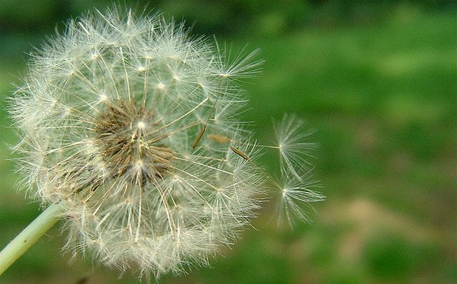 Pyłki a alergia