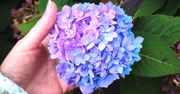 Kup w aptece i rozcieńcz. Podlewane hortensje będą w końcu niebieskie!