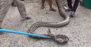 Gigantyczny pyton przed szkołą. Przerażające odkrycie nauczycieli