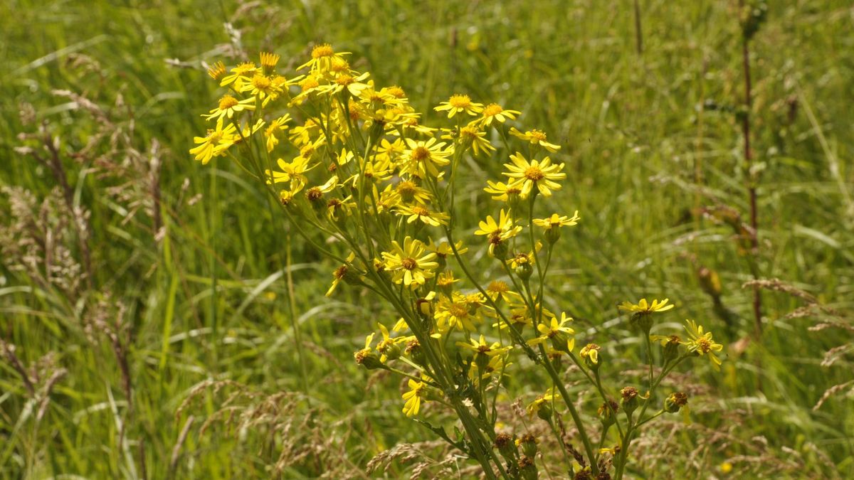 Może doprowadzić do marskości wątroby. Od tej rośliny trzymaj się z daleka