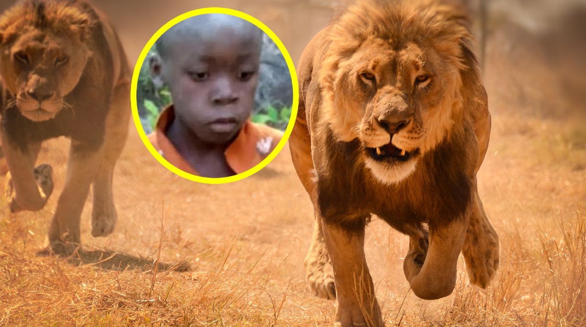 Young boy survives five days in lion-filled wilderness