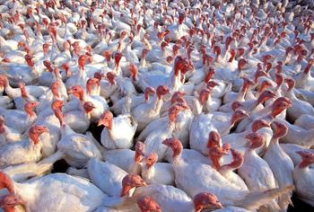 Grypa ptaków nie odpuszcza – tysiące indyków do likwidacji