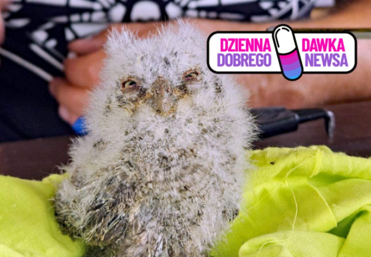 Rzadki gatunek ptaka pojawił się w Polsce. Potwierdzono lęg syczka