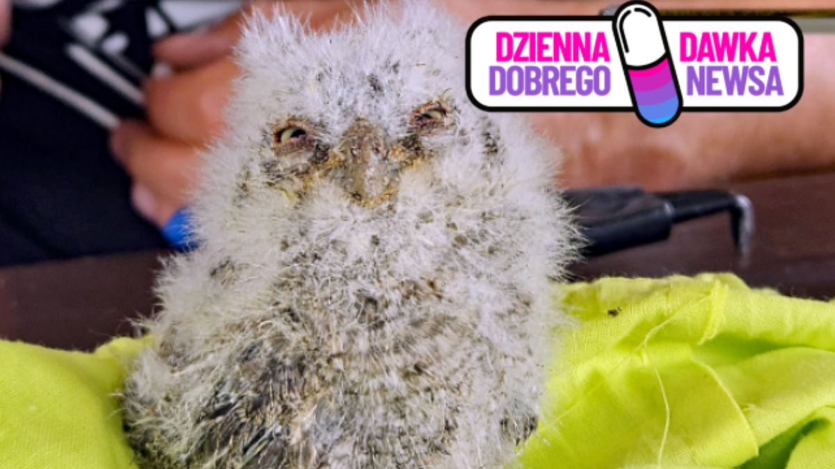 Pisklę syczka w czasie obrączkowania