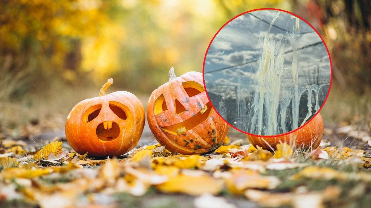 Halloween, okno obrzucone jajkami