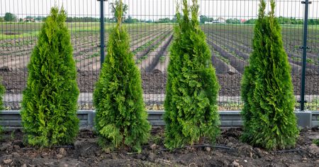 Nie sadź tui blisko płotu. Konsekwencje będą bolesne