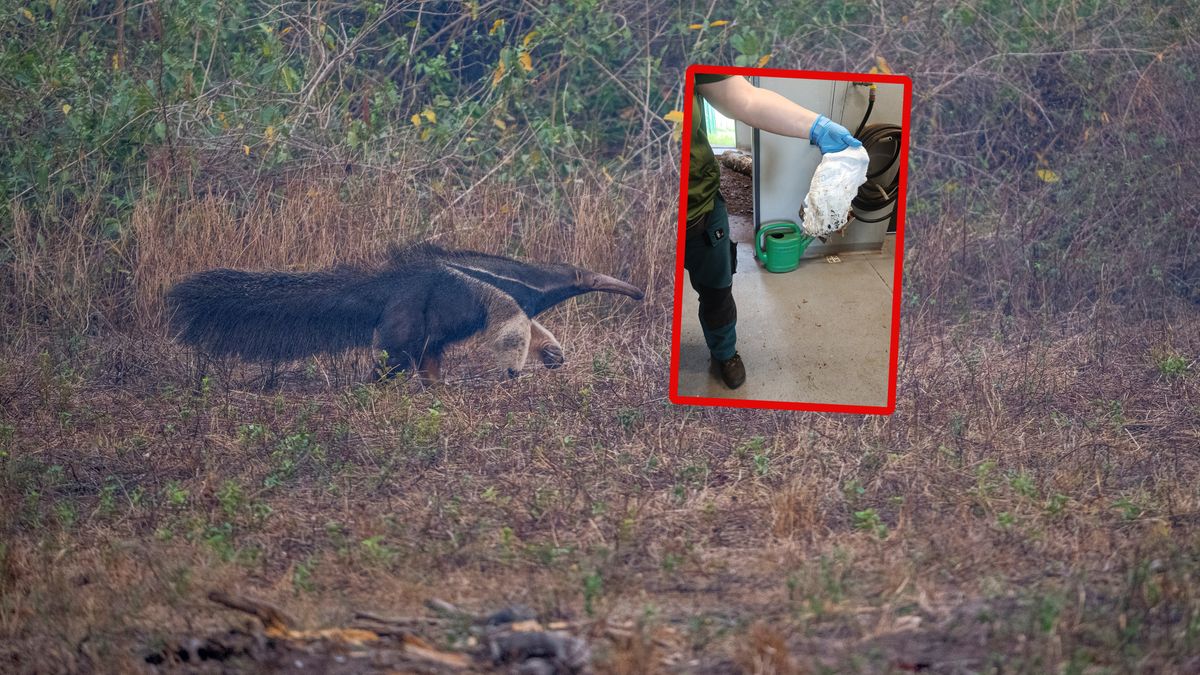 Znaleźli zużytą pieluszkę u mrówkojada.