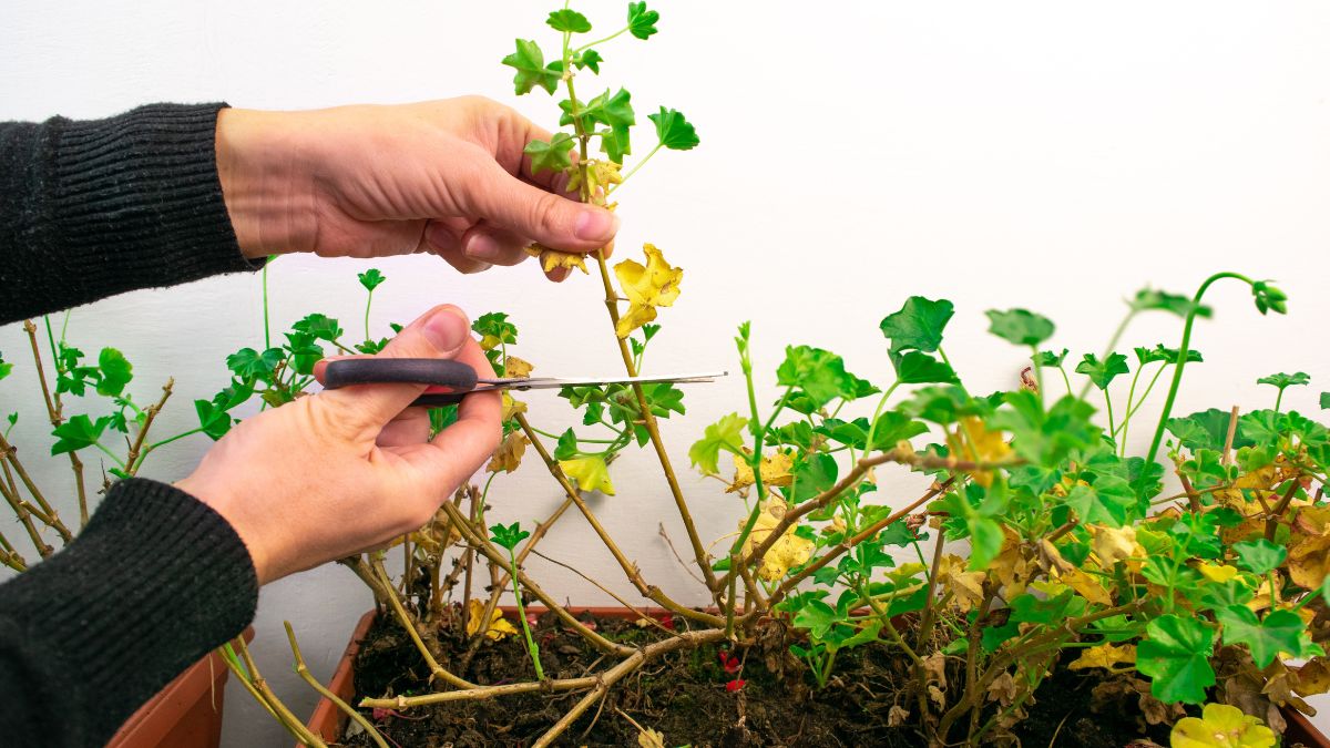 Jak wybudzić pelargonie po zimie?