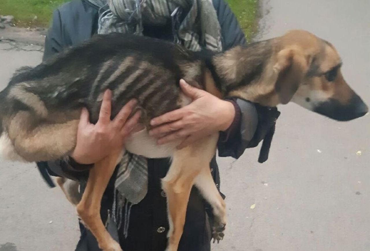 Pies utknął na balkonie. Próbował uciec od agresywnego właściciela