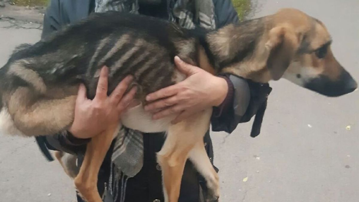 Pies utknął na balkonie. Próbował uciec od agresywnego właściciela 1