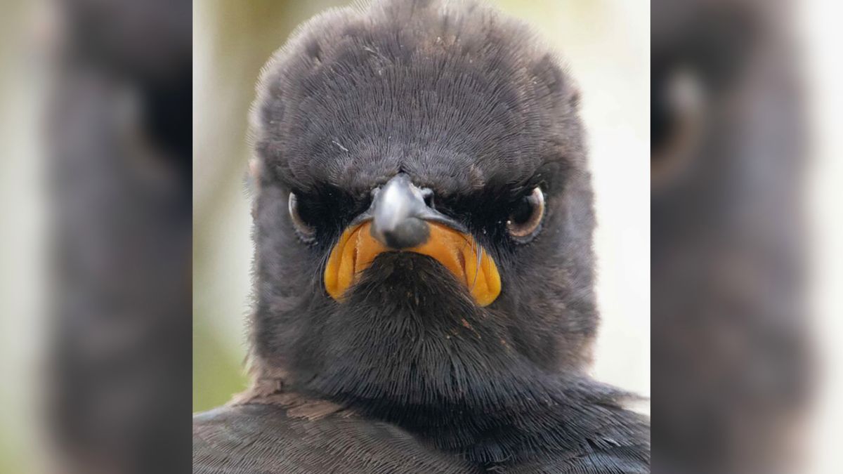 Najlepsze zgłoszenia w najzabawniejszym konkursie świata. Koń by się uśmiał 1