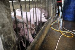 Dramat w Świętokrzyskiem. Kilkaset zwierząt pod gruzami