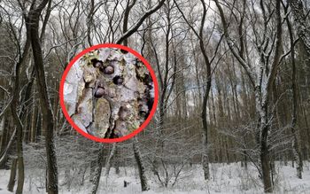 Były w drzewie. Odkrycie leśników. "Mocno nas zaniepokoiło"