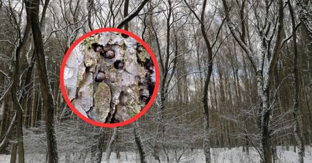 Były w drzewie. Odkrycie leśników. "Mocno nas zaniepokoiło"