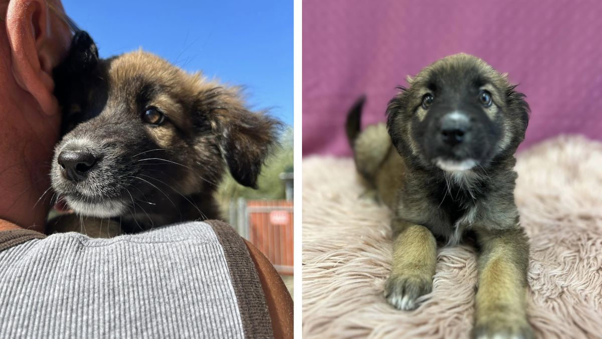 Zwyrodnialec zrobił to po raz kolejny