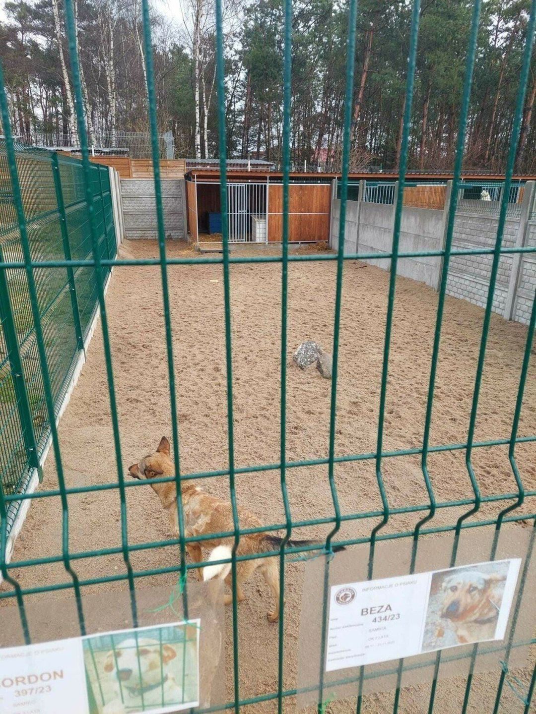 Wyrok dla byłego kierownika schroniska