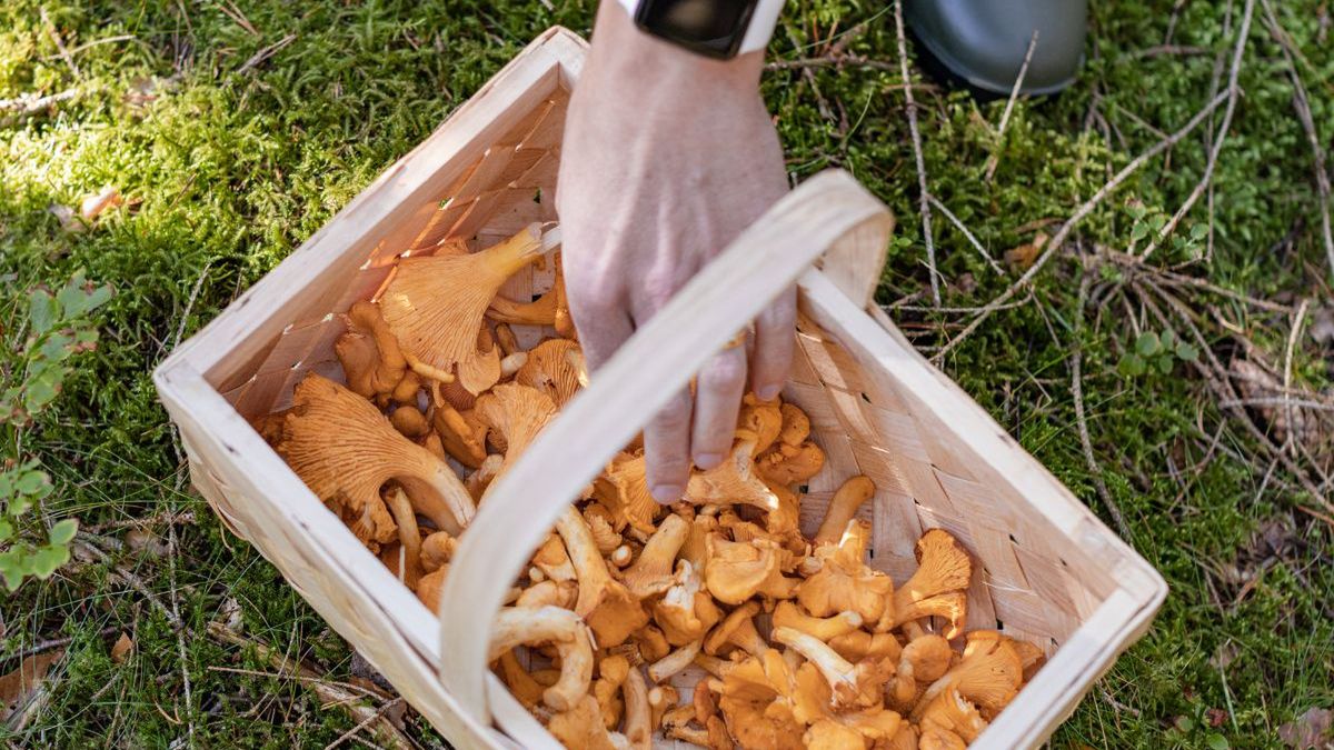 Grzybobranie- Pyszności