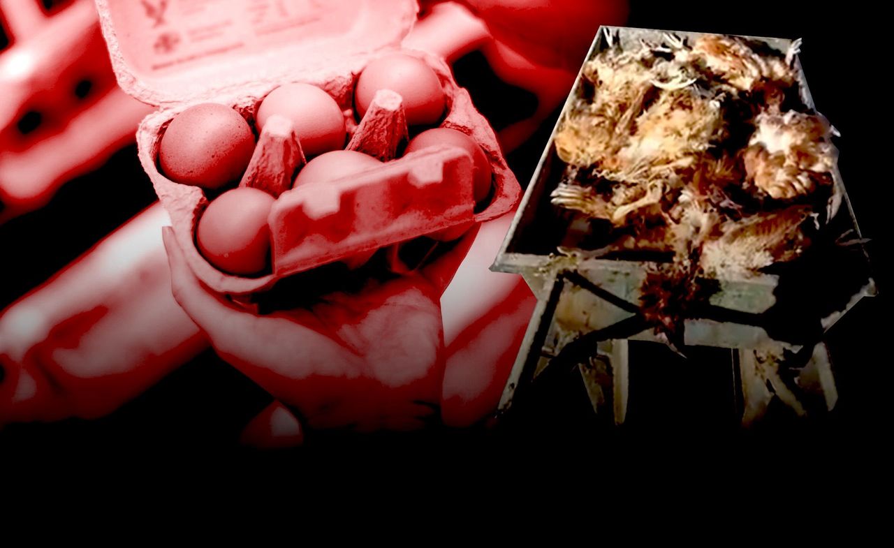 "Nie zabijaj, lepiej niech sama umrze"