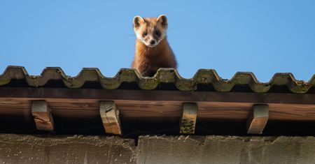 Połóż na poddaszu. Kuny wyniosą się w mig