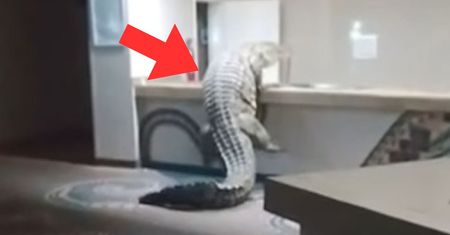 Taki "gość" w hotelu. Nagranie z Afryki