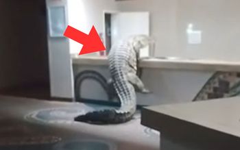 Taki "gość" w hotelu. Nagranie z Afryki