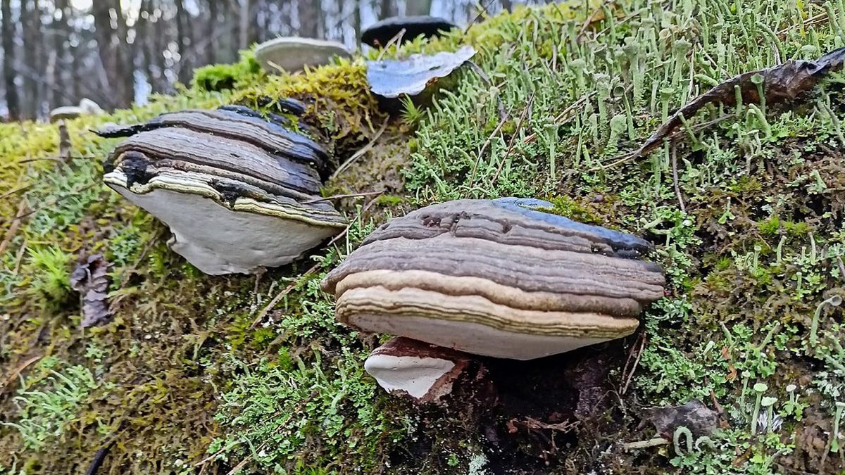 Zdjęcie wykonane przez P. Korona, Leśnictwo Gorzków. 