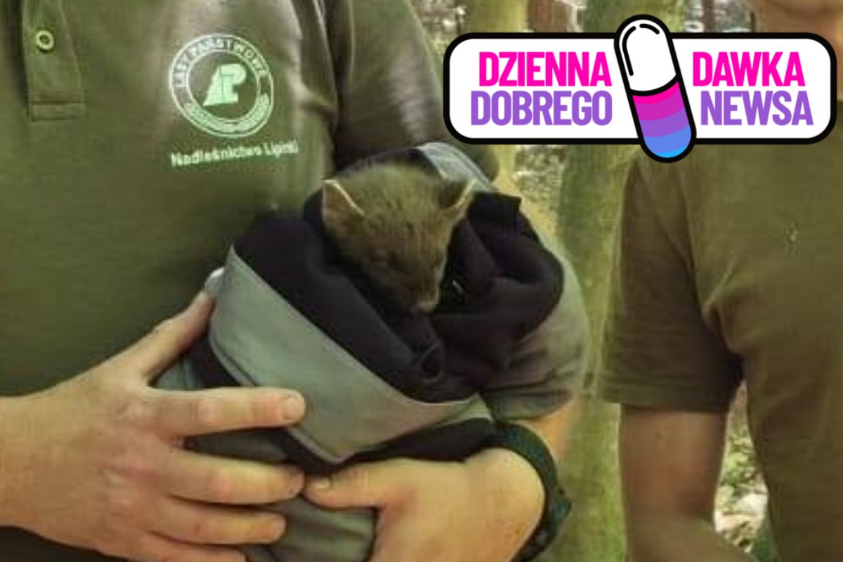 Spacer zamienił się w akcję ratunkową. Kobieta uratowała ranną kunę