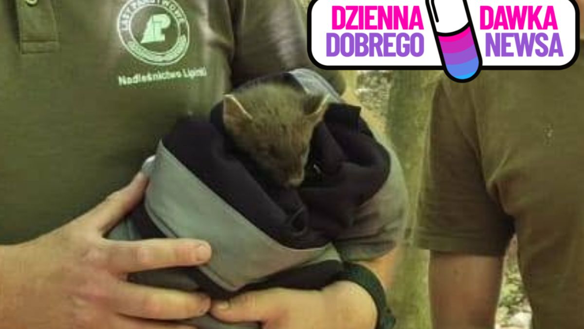 Kobieta uratowała ranną kunę podczas leśnego spaceru.