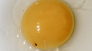 Czym jest czerwona plamka na jajku? Wzbudza obrzydzenie, a nie każdy wie, co oznacza