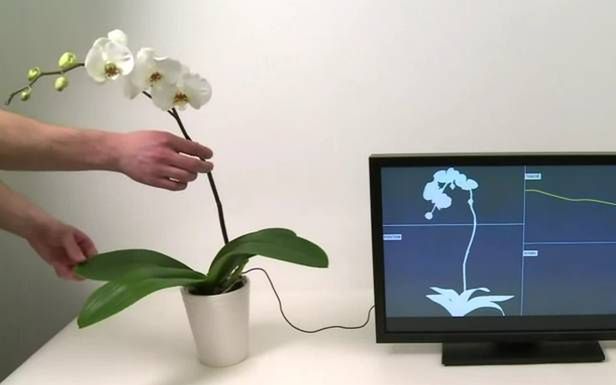 Botanicus Interacticus – roślina doniczkowa jako dotykowy kontroler [wideo]