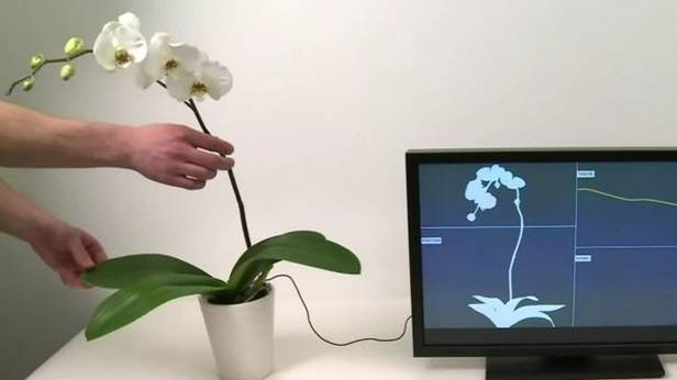 Botanicus Interacticus – roślina doniczkowa jako dotykowy kontroler [wideo] 1