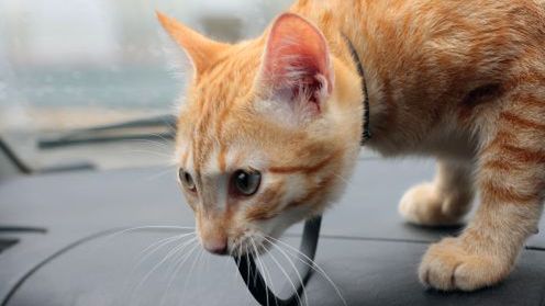 Podróżowanie z kotem 1