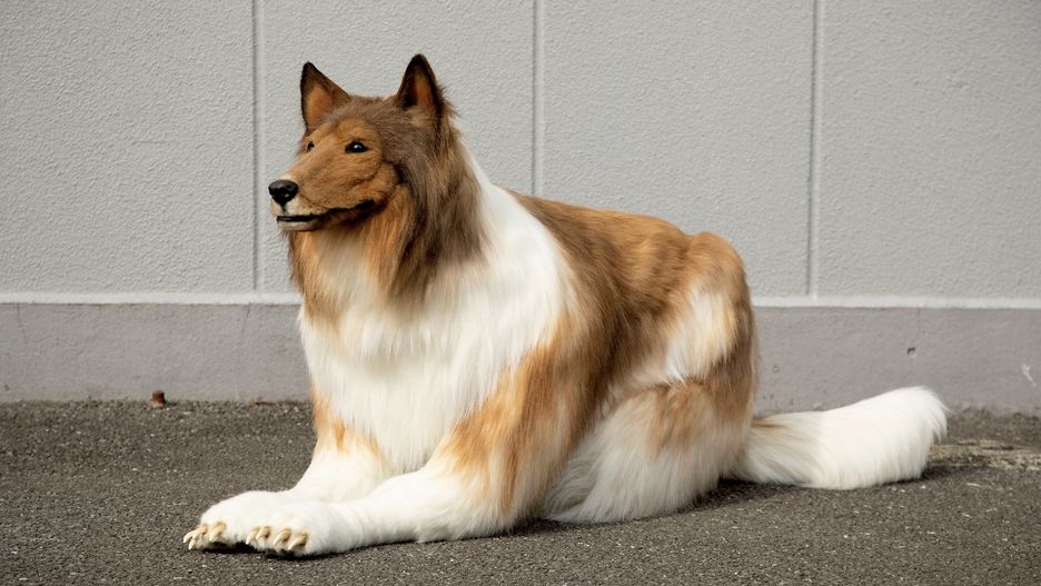 Na pierwszy rzut oka to pies rasy border collie. Nie można jednak dać się zwieść. To materializacja marzenia pewnego Japończyka 