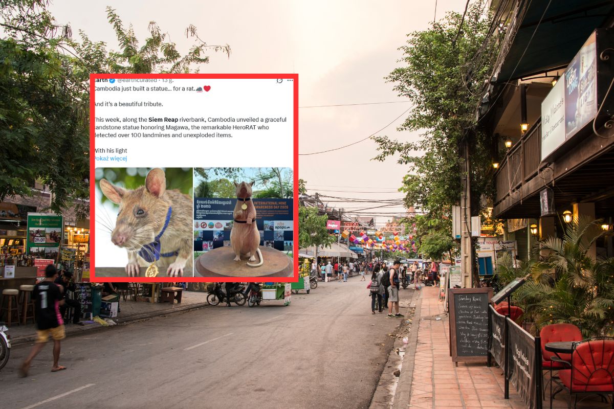 Bohaterski szczur doczekał się pomnika. Zrobił coś wyjątkowego