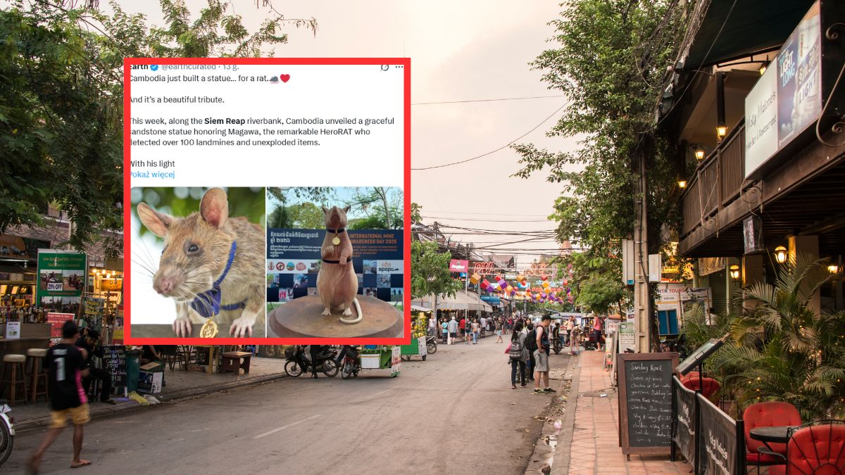 Bohaterski szczur doczekał się pomnika.