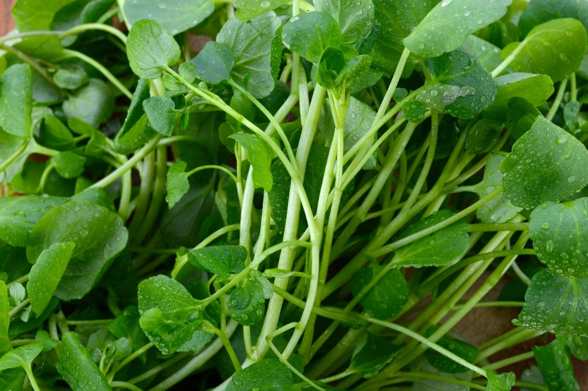 Watercress - illustrative photo