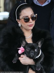 Porywacze psów Lady Gagi zostali ARESZTOWANI! Czterech z nich należy do gangu