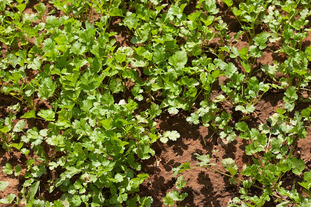 Kolendra jest nie tylko smacznym dodatkiem do dań