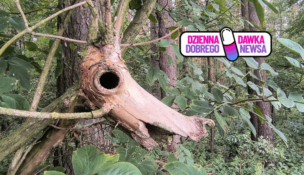 "Leśne cuda". Potrafisz je dostrzec? Niezwykła kompilacja leśników