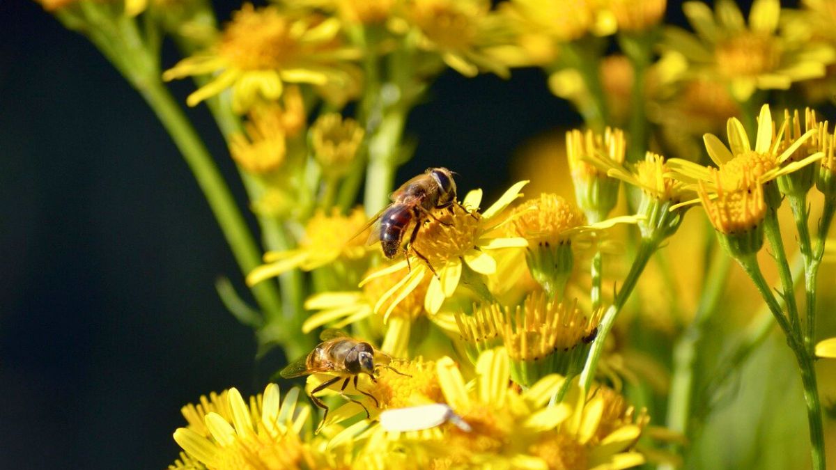 Zasadź w ogrodzie, a przyciągniesz pożyteczne owady jak magnes
